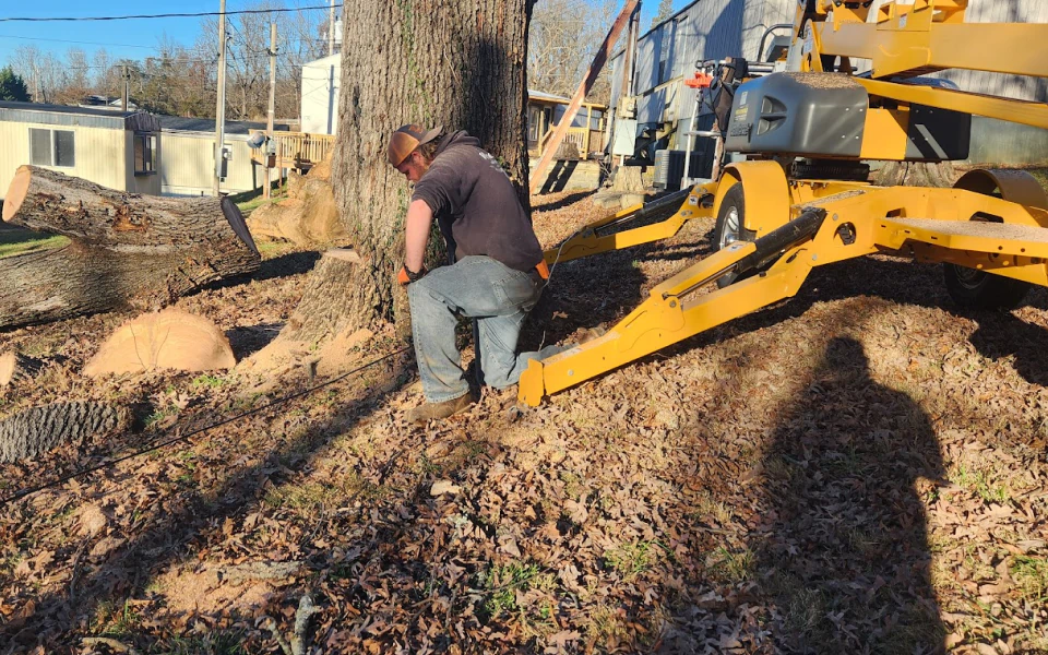 Content 2 Tree removal in progress