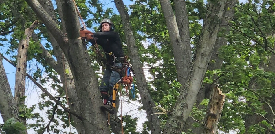 Tree trimming